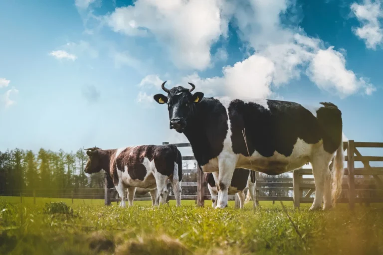 El rol de la trazabilidad en la cadena de exportación: seguridad y confianza para importadores